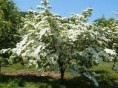 /album/flowering-trees/kousa-dogwood-tree-81293-1405321954-195-195-jpg/